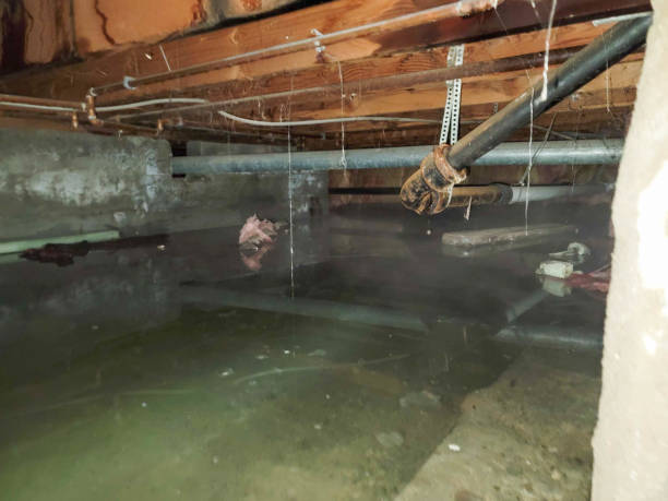 Best Carpet water damage restoration  in Belleville, KS