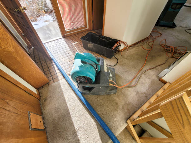 Best Mold removal after water damage  in Belleville, KS